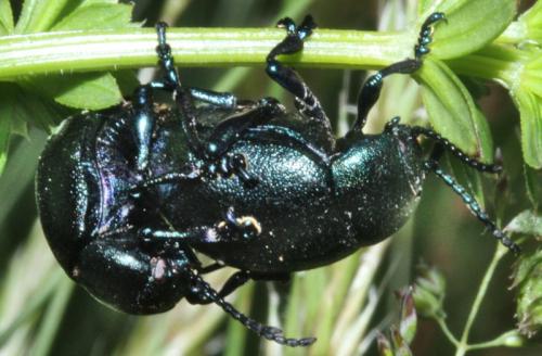 Timarcha goettingensis